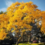 barrie real estate investing guide